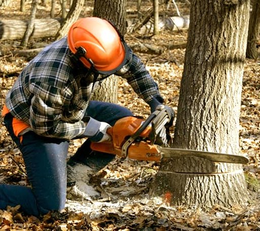 Tree Removal in Casco, MI